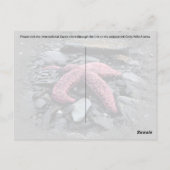 Starfish - Carte postale (Dos)
