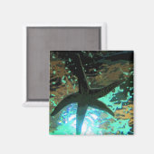 Starfish CB Magneet (Voorkant / Achterkant)