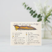 Starfish Cross-section Briefkaart (Staand voorkant)