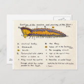 Starfish Cross-section Briefkaart (Voorkant / Achterkant)