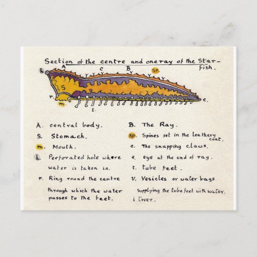 Starfish Cross-section Briefkaart (Voorkant)