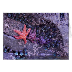 Starfish en plusieurs couleurs à Ruby Beach, WA