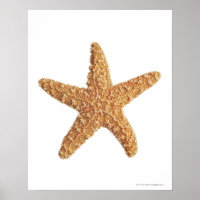Starfish geïsoleerd op wit