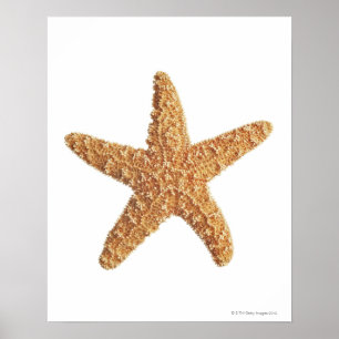 Starfish geïsoleerd op wit poster