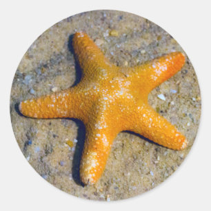 Starfish in de zand ronde sticker