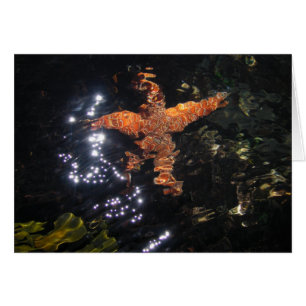Starfish in Tidepool
