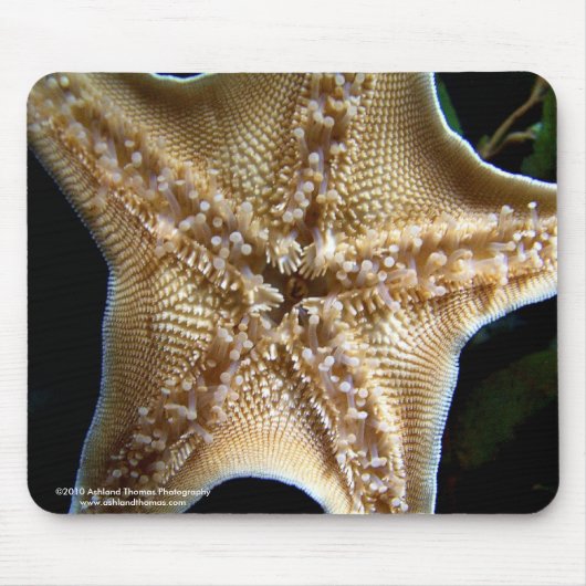 Starfish Mousepad Muismat (Voorkant)