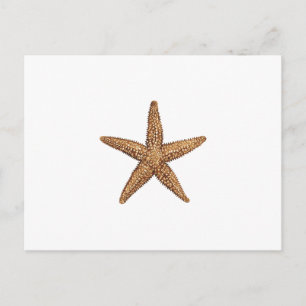 Starfish - Northern Zee Star Briefkaart