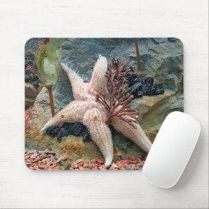 Starfish on aquatic Plant Muismat