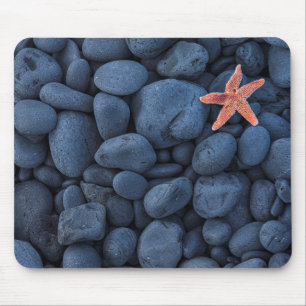 Starfish on Black Rocks langs de kust IJsland Muismat