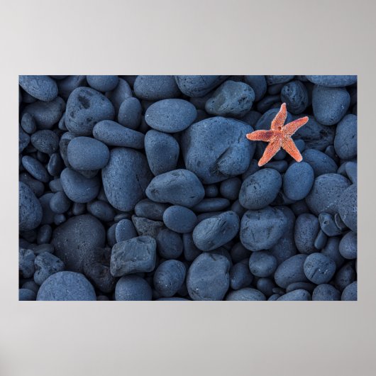Starfish on Black Rocks langs de kust | IJsland Poster (Voorkant)