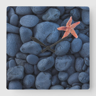 Starfish on Black Rocks langs de kust IJsland Vierkante Klok