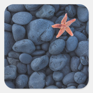 Starfish on Black Rocks langs de kust IJsland Vierkante Sticker
