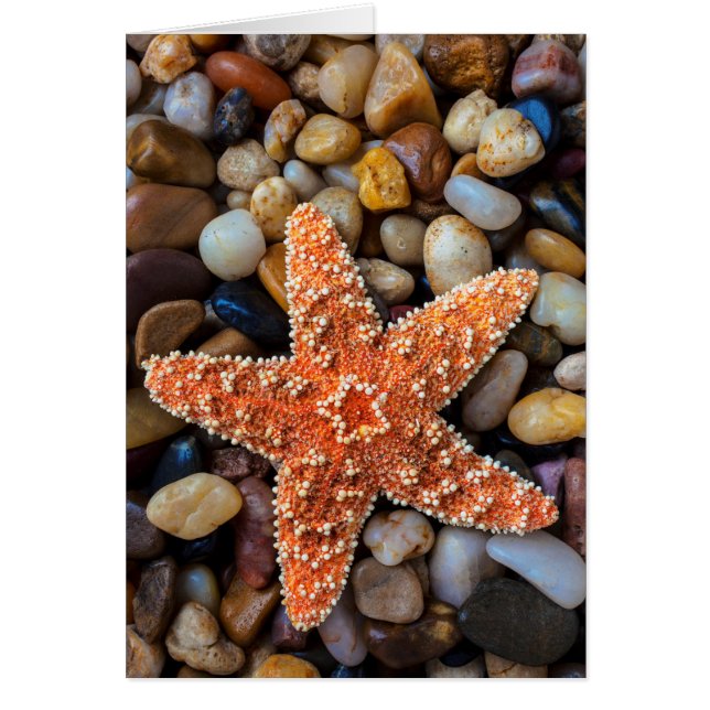 Starfish op Rocks (Voorkant)