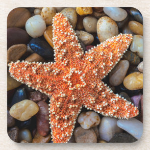 Starfish op Rocks Bier Onderzetter