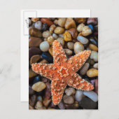 Starfish op Rocks Briefkaart (Voorkant / Achterkant)