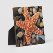 Starfish op Rocks Fotoplaat (Voorkant)