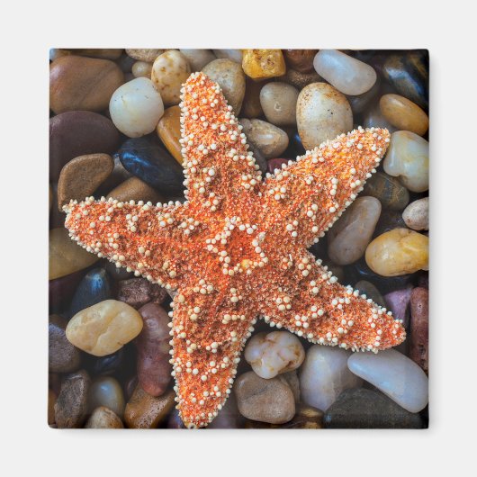 Starfish op Rocks Magneet (Voorkant)