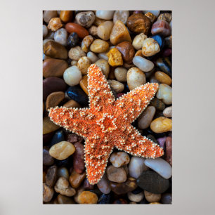 Starfish op Rocks Poster