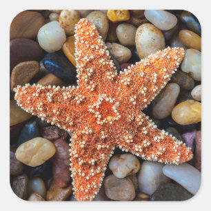 Starfish op Rocks Vierkante Sticker
