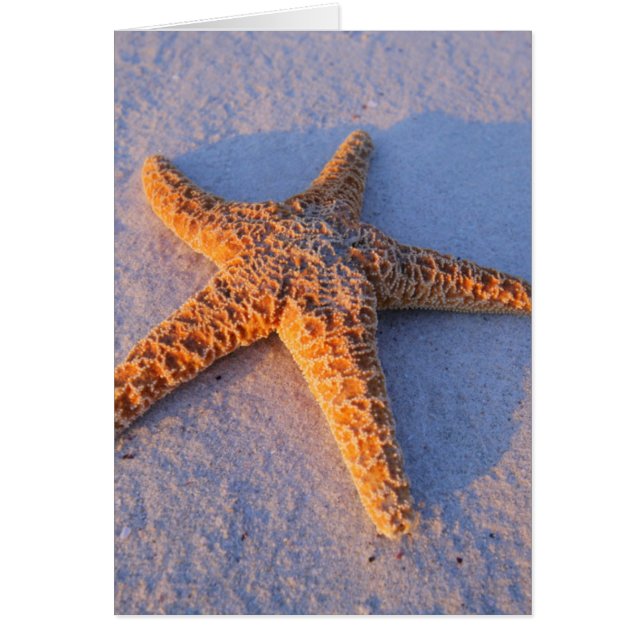 Starfish op witte zand (Voorkant)