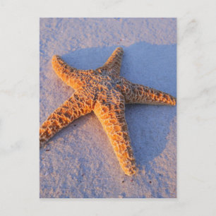 Starfish op witte zand briefkaart