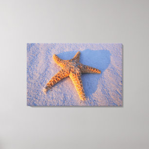 Starfish op witte zand canvas afdruk
