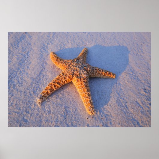 Starfish op witte zand poster (Voorkant)
