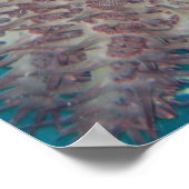 Starfish Photography Poster (Hoek)