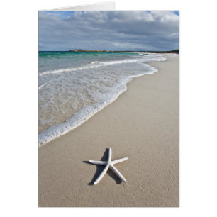 Starfish Sur Une Plage Éloignée