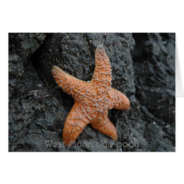 Starfish, West Marin tide pools (Voorkant Horizontaal)