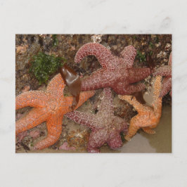 Starfish/Zee sterren in kanonstrand, OR, foto 4 Briefkaart