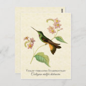 Starfrontlet Hummingbird Art Briefkaart (Voorkant / Achterkant)