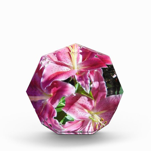 stargaalse leugens fotoblokken (Voorkant)