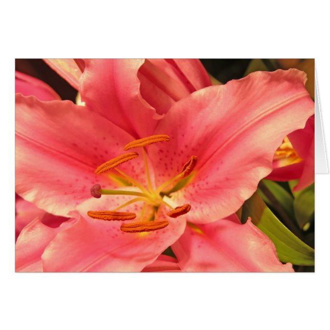 Stargazer (Devant horizontal)