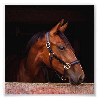 StarGazer Boerderij Veulen & Paard Afbeeldingen Foto Afdruk