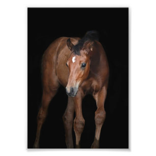 StarGazer Boerderij Veulen & Paard Afbeeldingen Foto Afdruk