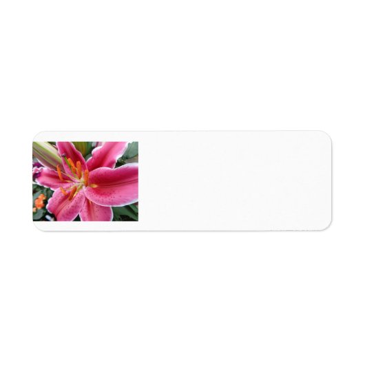 Stargazer Etiket (Voorkant)