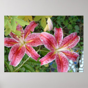 Stargazer Lelies Tuin Bloemen Poster