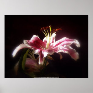 stargazer leugens #15 poster