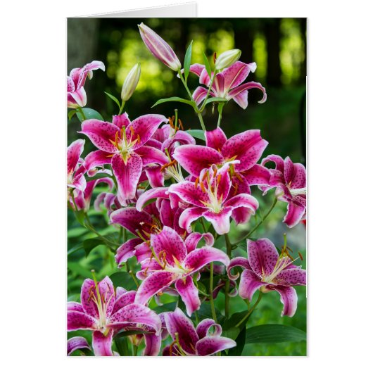 Stargazer Lilies (Devant)