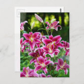 Stargazer Lilies Briefkaart (Voorkant / Achterkant)