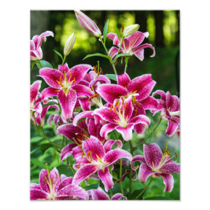 Stargazer Lilies Foto Afdruk