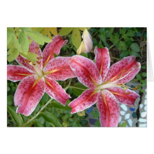 Stargazer Lilies Garden Floral (Voorkant Horizontaal)