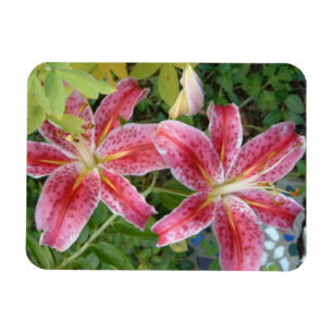 Stargazer Lilies Garden Floral Magneet