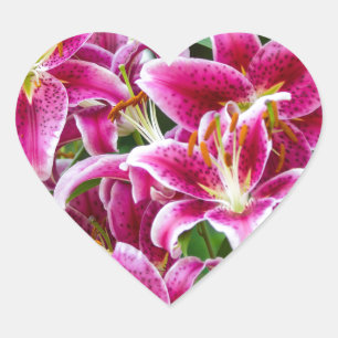 Stargazer Lilies Hart Sticker