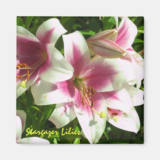 Stargazer Lilies Magnet (Devant)