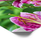 Stargazer Lilies Poster (Hoek)