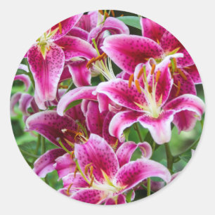 Stargazer Lilies Ronde Sticker