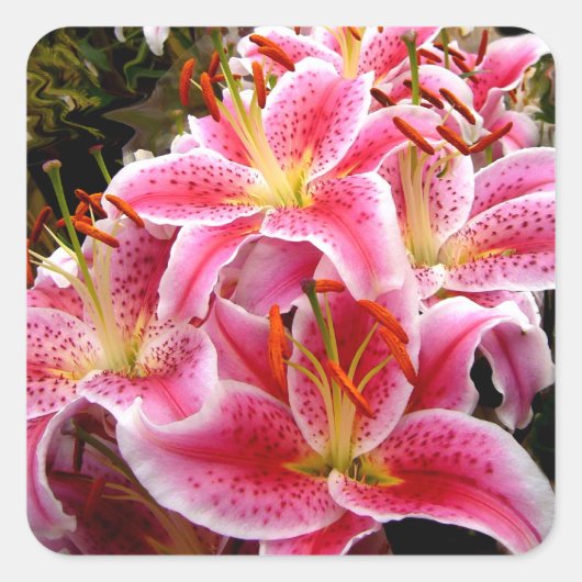 "Stargazer" Lilies Vierkante Sticker (Voorkant)